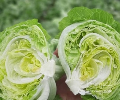 فروش کاهو ایسبرگ - آیسبرگ