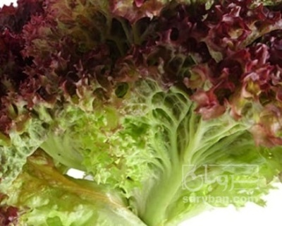 فروش کاهو فرانسوی ریشه دار