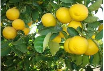 فروش لیمو شیرین