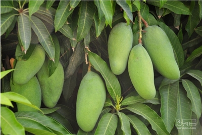 فروش انبه سبز