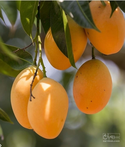 فروش انبه زرد
