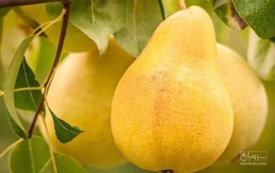 فروش گلابی