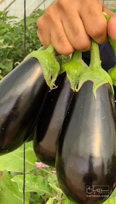 فروش بادمجان