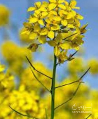 فروش کلزا