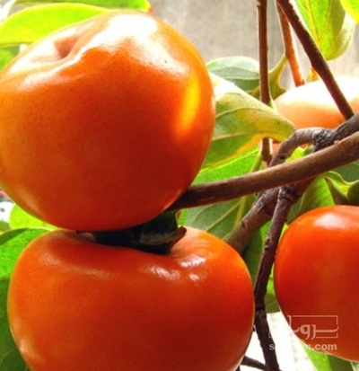 فروش خرمالو