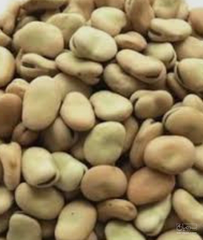 فروش باقلا بذری