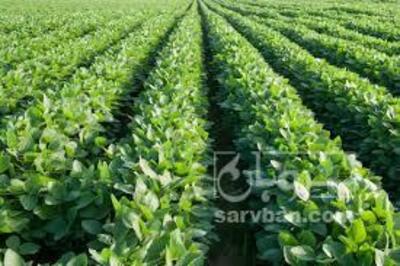 فروش سویا