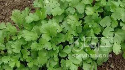 فروش گشنیز
