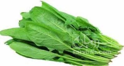 فروش اسفناج