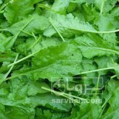 فروش شاهی - تره تیزک