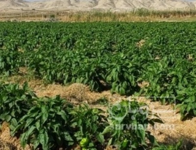 فروش فلفل