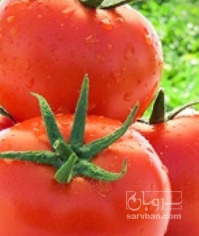 فروش گوجه فرنگی