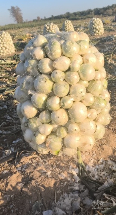 فروش پیازسفید