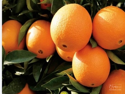 فروش پرتقال
