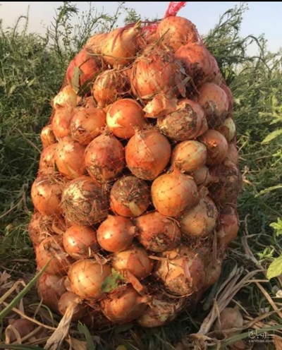 فروش پیازطلائی