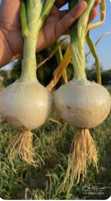 فروش پیازسفید
