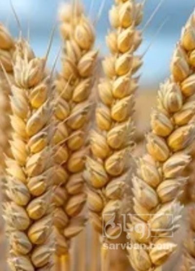 فروش گندم