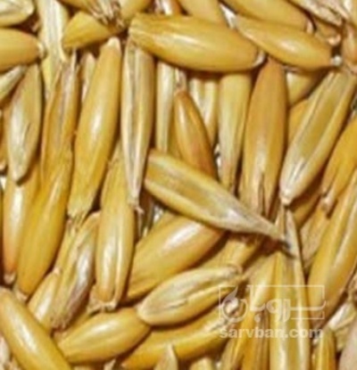 فروش جو