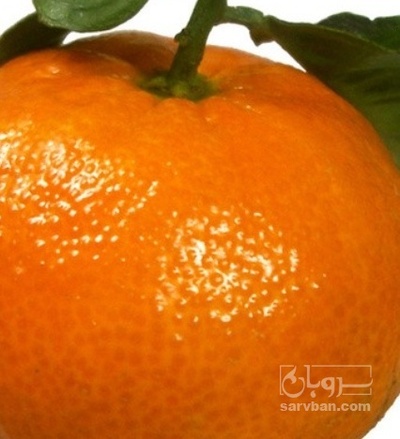 فروش نارنگی
