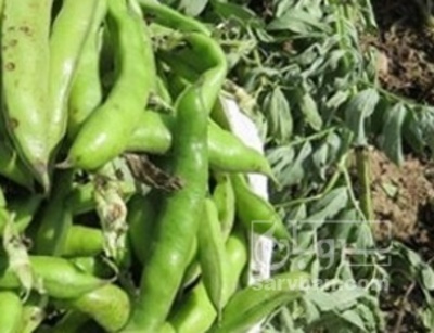 فروش باقلا تازه - باقالی - باقالا