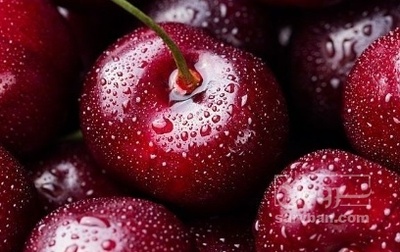 فروش گیلاس