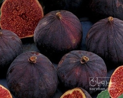 فروش انجیر