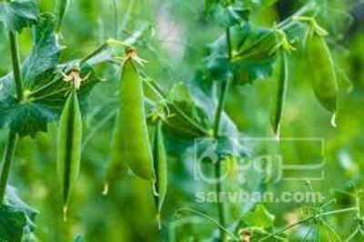 فروش نخود فرنگی