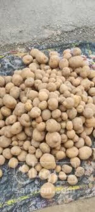 فروش سیب زمینی جلی