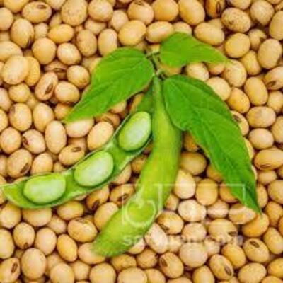 فروش سویا
