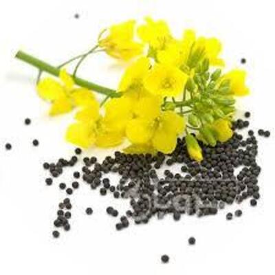 فروش کلزا