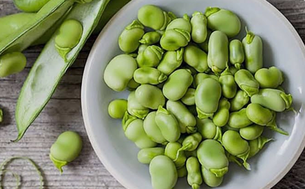 فروش باقلا تازه - باقالی - باقالا