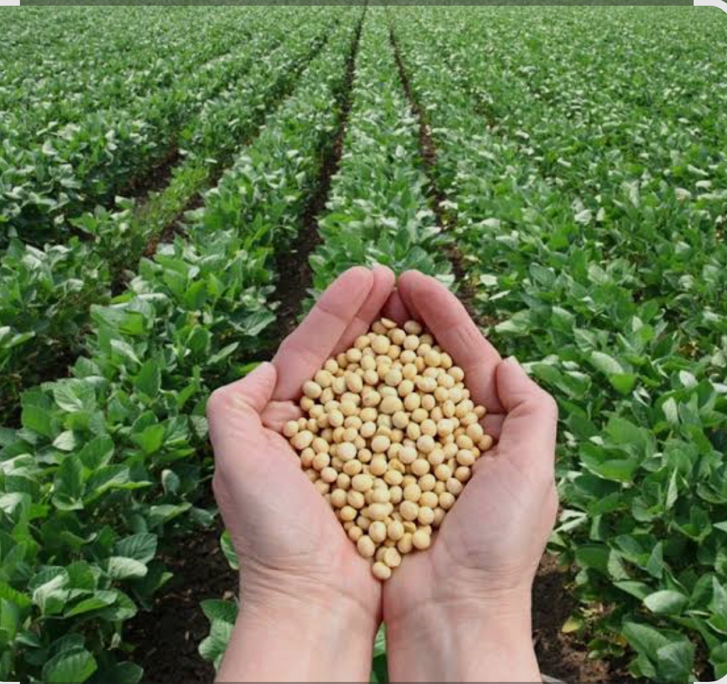 فروش سویا
