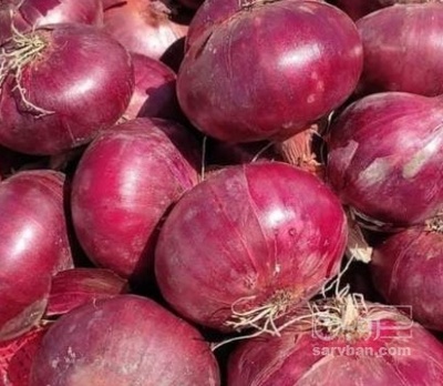 فروش پیاز قرمز
