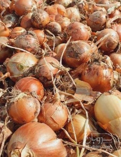 فروش پیاز طلایی