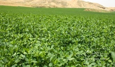 فروش یونجه