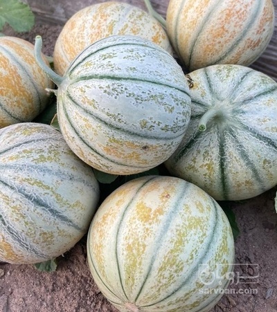 فروش خربزه شاه پسند