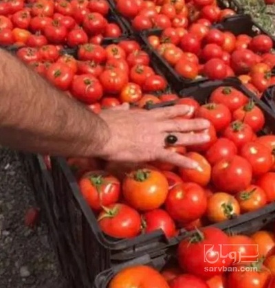 فروش گوجه فرنگی تیبا