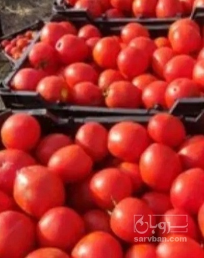 فروش گوجه فرنگی سما