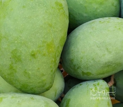 فروش انبه کال