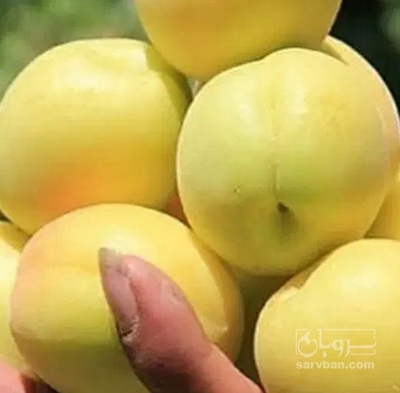 فروش زردآلو