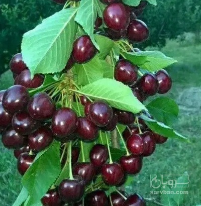 فروش گیلاس