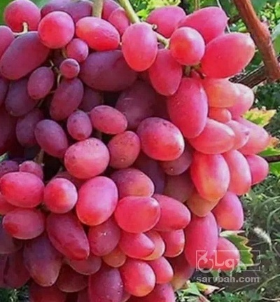 فروش انگور