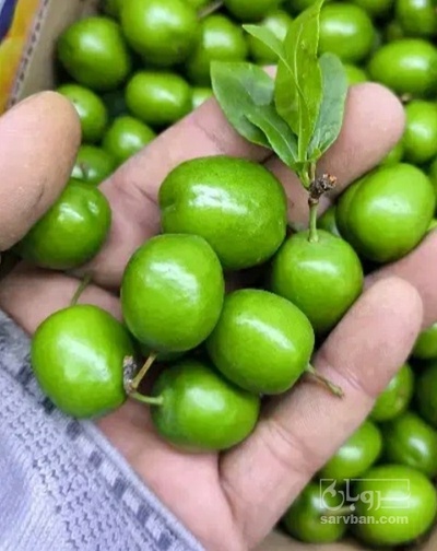 فروش گوجه سبز