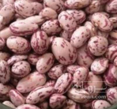 فروش لوبیا چیتی