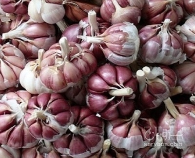 فروش سیر قرمز خشک