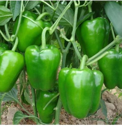 فروش فلفل دلمه ای