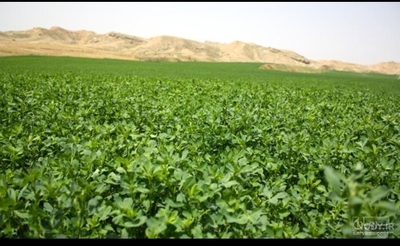 فروش یونجه