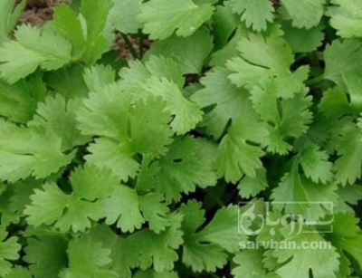 فروش گشنیز سبز