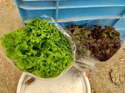 فروش کاهو فرانسوی