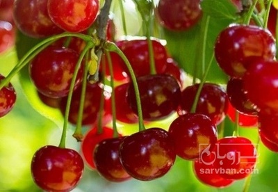 فروش آلبالو